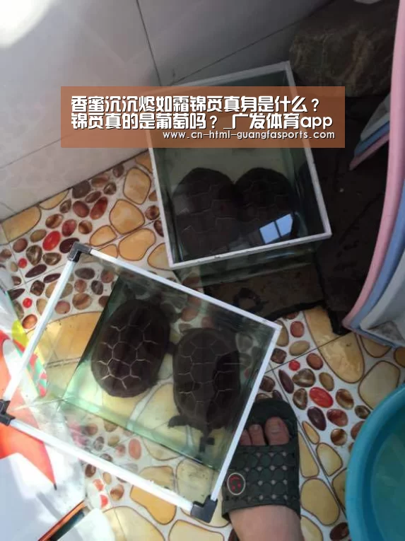 香蜜沉沉烬如霜锦觅真身是什么?锦觅真的是葡萄吗?_广发体育app(图1) 广发体育官网